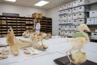 The skeletons of more than 800 Southeast Texas animals are getting a second life in a renovated archaeology lab space at Rice University.