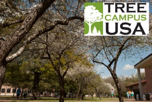 Tree Campus USA logo and Rice trees