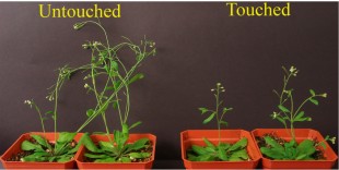 Touched and untouched Arabidopsis plants