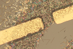 microscope image