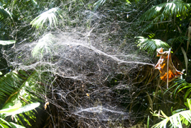 Spiderweb in jungle
