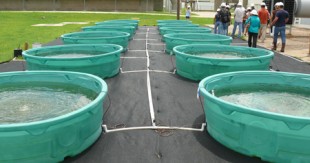 Algae tanks at Houston wastewater plant