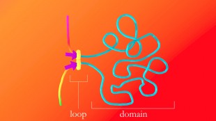 Genome loop formation
