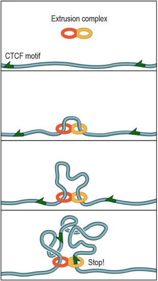chromatin loop extrusion complex