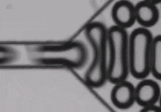 An animated gif shows how bubbles generated in a microfluidic device "pinch" one another as they create a foam. Rice University engineers made the device to generate foam with bubbles in two or three distinct sizes. (Credit: Biswal Lab/Rice University)