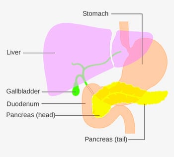 Pancreatic system