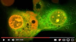 A video produced in 2017 explains the basic concept of cell death via molecular motors. Video produced by Brandon Martin/Rice University.