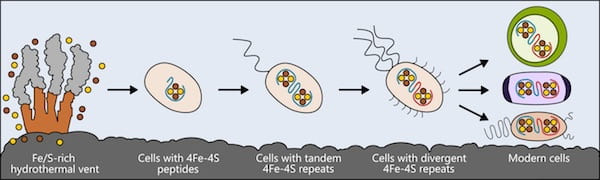 Life may have arisen near hydrothermal vents rich in iron and sulfur. The earliest cells incorporated these elements into small peptides, which became the first and simplest ferredoxins -- proteins that shuttle electrons within the cell -- to support metabolism. As cells evolved, ferredoxins mutated into more complex forms. The ferredoxins in modern bacteria, plant and animal cells are all derived from that simple ancestor. (Credit: Illustration by Ian Campbell/Rice University)