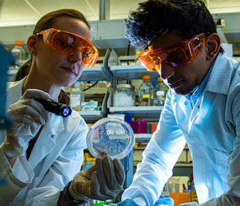 Rice University postdoctoral researcher Sara Molinari and graduate student Shyam Bhakta illuminate a colony of E. coli bacteria. The researchers and their colleagues discovered a technique to prompt bacteria to mimic stem cells' ability to differentiate when they divide. (Credit: Jeff Fitlow/Rice University)