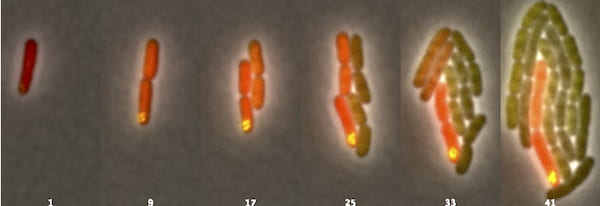 Over the course of 93 minutes, the process Rice University researchers call asymmetric plasmid partitioning prompted a single Escherichia coli bacterium to divide into two genetically distinct types of bacteria. Daughter microbes seen fluorescing in the right images retain the DNA-carrying plasmids (marked by the yellow dots) while their now-differentiated siblings do not. (Credit: The Bennett Lab/Rice University)