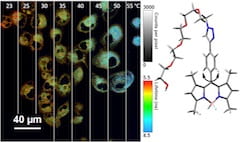 Rice University chemists modified BODIPY molecules to serve as nano-thermometers inside cells. The chart on the left is a compilation of fluorescent lifetime micrographs showing the molecules’ response to temperature, in Celsius. At right, the structure of the molecule shows the rotor, at bottom, which is modified to restrict 360-degree rotation. (Credit: Meredith Ogle/Rice University)