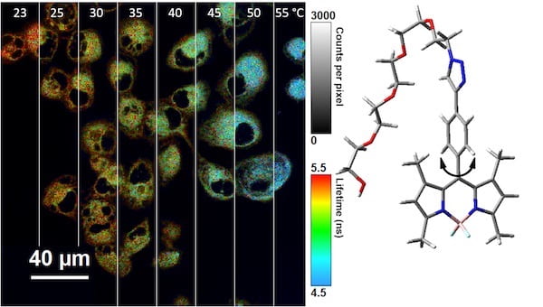 Rice University chemists modified BODIPY molecules to serve as nano-thermometers inside cells. The chart on the left is a compilation of fluorescent lifetime micrographs showing the molecules’ response to temperature, in Celsius. At right, the structure of the molecule shows the rotor, at bottom, which is modified to restrict 360-degree rotation. (Credit: Meredith Ogle/Rice University)