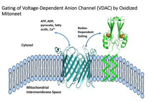 redox-dependent mitoNEET gating of VDAC