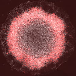 A ring of red cells representing the mesoderm germ layer appear in a stem-cell gastrulation model developed by a Rice University lab. Embryonic stem cells begin to self-organize when they sense interacting waves of molecular signals that help them start and stop differentiating into patterns that ultimately guide cells toward becoming skin, bone, nerve, organs and blood. (Credit: Warmflash lab/Rice University)