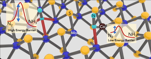 The addition of cobalt atoms to fill vacancies in 2D molybdenum disulfide crystals enhances the material’s ability to catalyze ammonia from dinitrogen. Rice University scientists have developed a “green” method for the small-scale synthesis of ammonia that uses less energy and produces less carbon dioxide than industrial processes. (Credit: Lou Group/Rice University)