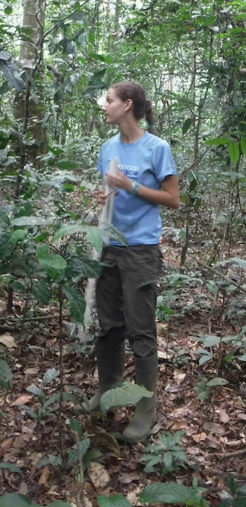Rice University graduate student Therese Lamperty spent three months in Gabon in 2016 to study how the presence or absence of megafauna like elephants affected some of the smallest creatures in the ecosystem. (Credit: Photo courtesy of Therese Lamperty)