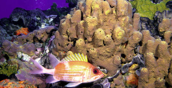 Corals and sponges in the Flower Garden Banks National Marine Sanctuary. According to research led by Rice University, Gulf of Mexico coral reefs may only be saved by a dramatic reduction in greenhouse gas emissions beyond those called for in the Paris Agreement. (Credit: National Ocean Service Image Gallery)