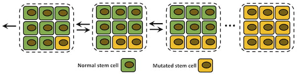 A schematic shows a single mutation fixation process in a tissue compartment. Normal stem cells are green, and mutated cells are yellow. Rice University researchers used a discrete-state stochastic model to see how cancer-leaning mutations affected the likelihood of cells turning tissue into a tumor, and how well the model correlates with widely used calculations of cancer lifetime risks. (Credit: Hamid Teimouri/Rice University)