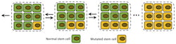 A schematic shows a single mutation fixation process in a tissue compartment. Normal stem cells are green, and mutated cells are yellow. Rice University researchers used a discrete-state stochastic model to see how cancer-leaning mutations affected the likelihood of cells turning tissue into a tumor, and how well the model correlates with widely used calculations of cancer lifetime risks. (Credit: Hamid Teimouri/Rice University)