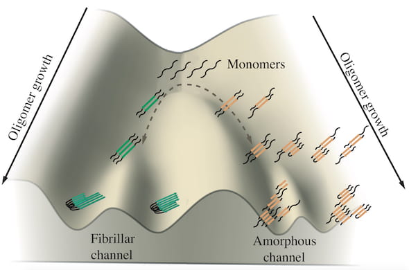 A schematic shows the growth of tau oligomers implicated in Alzheimer’s and Pick’s diseases. Monomers of tau tend to aggregate along two channels, one leading to fibrils that form tangles and the other leading to amorphous clumps in neurons. Rice University researchers simulated the proteins in computational models to see how and where the branching happens. (Credit: Center for Theoretical Biological Physics/Rice University) 