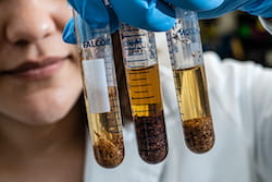 Rice University graduate student Ilenne Del Valle holds samples of soil with various concentrations of organic carbon and proteins produced by plants that regulate the acquisition of nutrients and pest control. (Credit: Jeff Fitlow/Rice University)