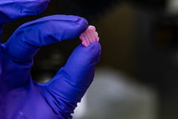 Rice University bioengineers have developed a method to print 3D implants with layered cells destined to become distinct combinations of tissue, like bone and cartilage. The scaffolds degrade over time to leave the natural tissues in place. (Credit: Jeff Fitlow/Rice University)