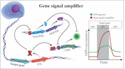 The gene signal amplifier developed by bioscientists at Rice University excels at detecting the expression of target genes and can also be used to detect potentially any cellular gene. The amplifier is linked to a cell’s chromosome and directly reports on the activity of a gene by expressing fluorescent proteins (GFP). When the gene is not active, the amplifier expresses negative regulators that quench GFP by operating at different hierarchical levels of cellular information flow, EKRAB is a transcriptional repressor and NanoDeg is a post-translational regulator. When the gene is active, tTA produces GFP and blocks expression of the negative regulators. (Credit: Segatori Research Group/Rice University)