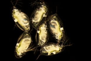Six Daphnia dentifera zooplankton, as seen under a microscope.