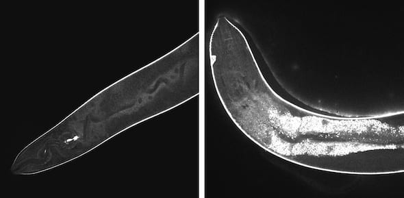 High-resolution confocal images show the effects of light-activated molecular drills on cells inside a worm. Before activation, at left, the injected drills remain dark. At right, after 15 minutes of exposure to light, fluorescent signals show widespread damage in the transparent nematodes. The drills developed at Rice University are intended to target drug-resistant bacteria, cancer and other disease-causing cells and destroy them without damaging adjacent healthy cells. (Credit: Thushara Galbadage/Biola University)