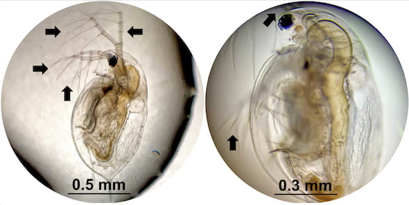 Daphnia, a species of plankton, were exposed to molecular machines developed at Rice University in lab experiments to determine the effects of the microscopic drills on tissue. At left is a healthy plankton with all of its appendages. At right, the daphnia has only two of its appendages after 10 minutes of exposure to light-activated nanomachines. The drills are intended to target drug-resistant bacteria, cancer and other disease-causing cells and destroy them without damaging adjacent healthy cells. (Credit: Alison Buck/Biola University)