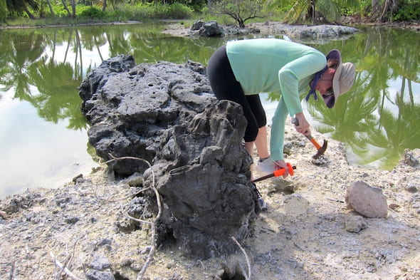 Georgia Tech climate scientist Kim Cobb samples an ancient coral for radiometric dating. She is part of a team of Rice University and Georgia Tech scientists using data from coral fossils to build a record of temperatures in the tropical Pacific Ocean over the last millennium. (Credit: Cobb Lab)