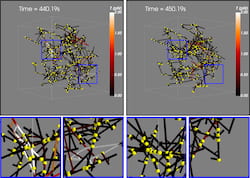 These snapshots of actin filaments, motors and linkers show how a branched network changes during an avalanche as tension in the system, indicated by color, is released over 10 seconds. The blue squares at top left highlight concentrated high-tension regions that become low-tension areas (top right) after the event. Researchers suspect avalanches in the actomyosin networks in neuronal cells are one possible mechanism by which the brain preserves memories. (Credit: Memory/Plasticity Group at CTBP/Rice University)