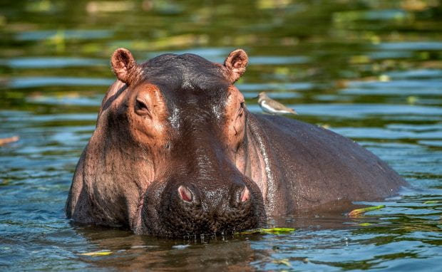 Pablo Escobar's "cocaine hippos" are now employed by Latin American authors to discuss the trauma around the drug wars. (Photo: 123rf.com)