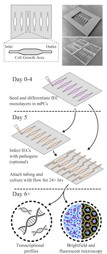 Researchers at Rice University and Baylor College of Medicine developed millifluidic perfusion cassettes (mPCs) that mimic conditions in the intestines to evaluate infections like those that cause diarrhea. The devices formed from 3D-printed molds (top right) were seeded with intestinal enteroid cultures (IECs) and infected with pathogens for 24 hours or more to see how infections take hold. (Credit: Illustration by Rice University/Baylor College of Medicine)
