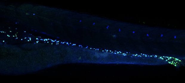 microscope image of embryonic zebrafish gut