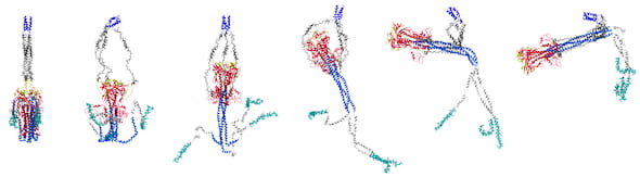 Simulations by scientists at the Rice University-based Center for Theoretical Biological Physics suggest how the SARS-CoV-2 spike infects cells. The illustration shows how the spike reconfigures itself in microseconds as it goes from pre- to post-fusion with target cells. The researchers suggest their work to reveal the mechanism by which the virus spreads could lead to new strategies to defeat COVID-19. (Credit: Esteban Dodero-Rojas/Rice University)