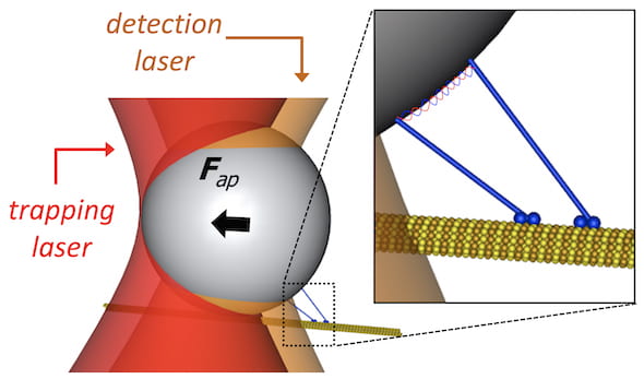 An illustration shows how optical trapping could be used to investigate collective, force-generating properties in a complex of motor molecules. A National Science Foundation grant to Rice University to acquire an optical tweezer will advance researchers’ investigation of biological and inorganic molecules. (Credit: Diehl Lab/Rice University)