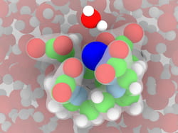 An illustration based on simulations by Rice University engineers shows a gadolinium ion (dark blue) surrounded by a chelate known as DOTA in water. The chelate is required to minimize gadolinium retention in the body after a magnetic resonance imaging scan. The green atoms are carbon and light blue are nitrogen. (Credit: Illustration by Arjun Valiya Parambathu)