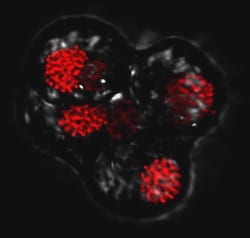 A dinoflagellate tetrad cell that will soon split into four separate cells, captured by Rice University scientists through a confocal microscope. The cell’s four nuclei are depicted in red. Researchers at Rice and in Spain determined from experiments that these symbionts, taken from a coral colony in Mo’orea, French Polynesia, are able to reproduce both through mitosis and via sex. (Credit: Correa Lab/Rice University)